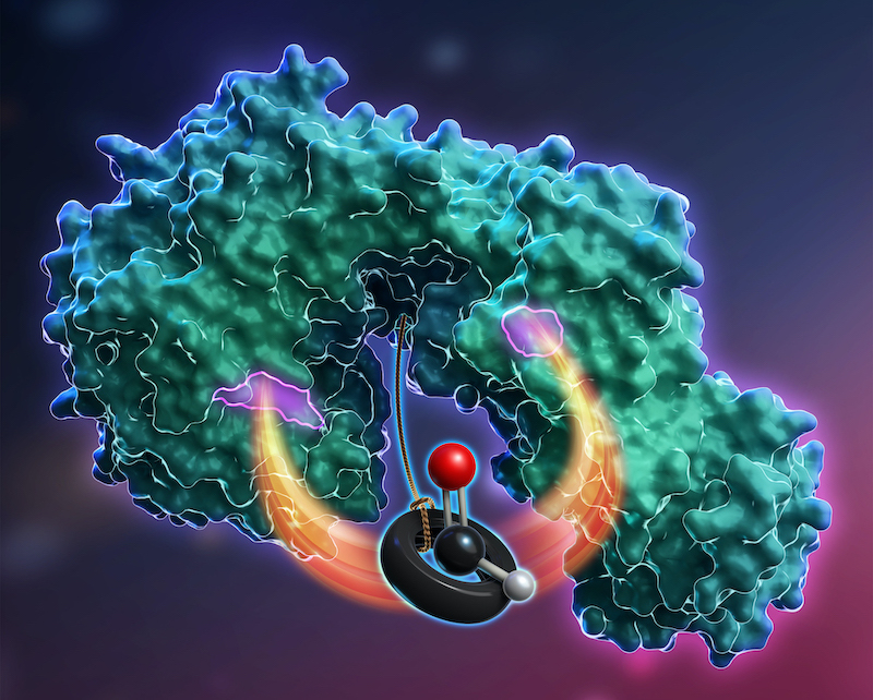Artistic representation of the methylofuran-dependent mechanism for formyl transfer between the two active sites of Fhc