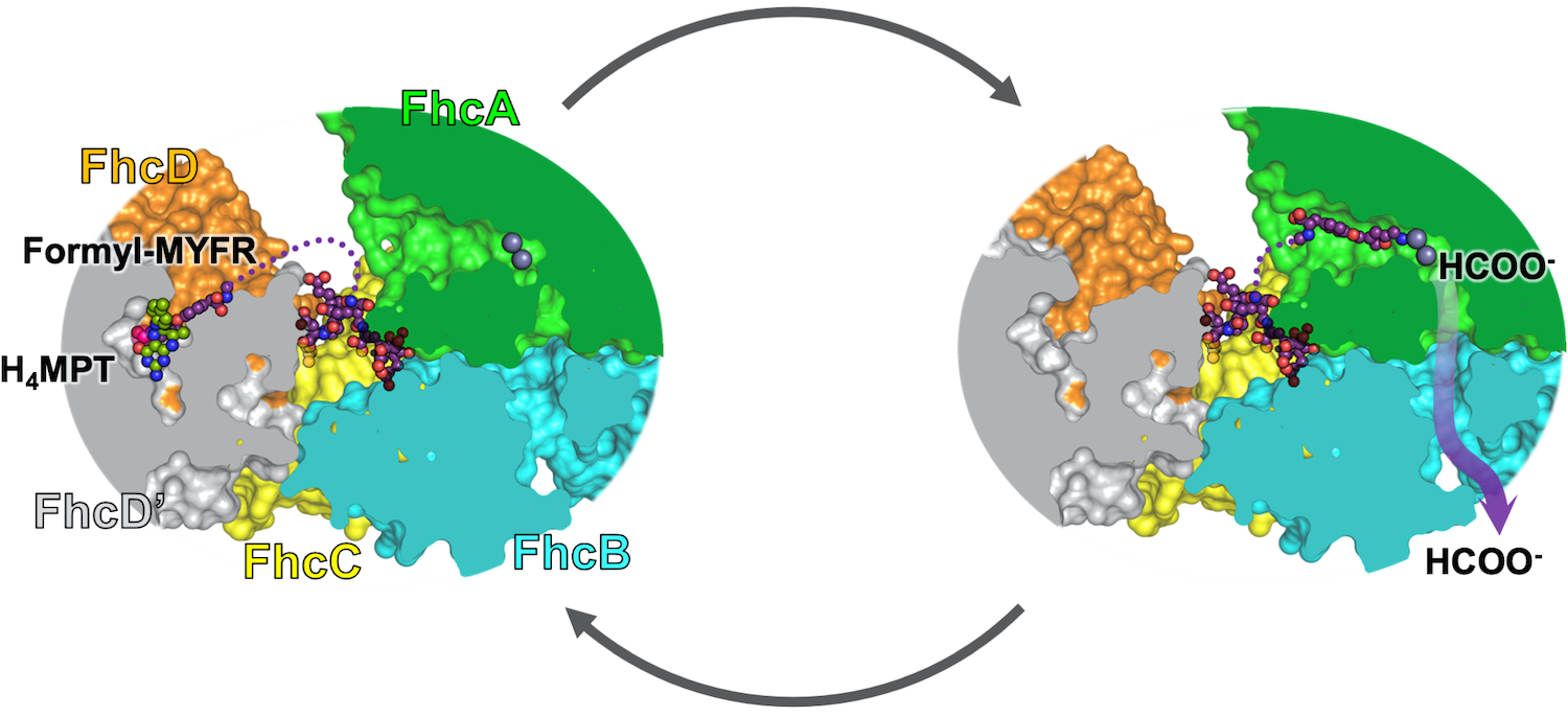 Reaction cycle for the generation of formate from formyl-H4MPT