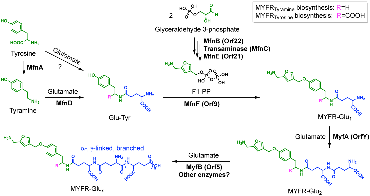 Proposed biosynthetic pathway for MYFR